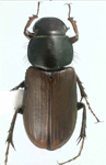 Podotenus sp